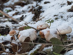 champignon neige (1 sur 1).jpg