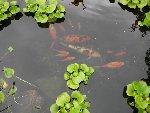 DSCN1165.1JPG.JPG
