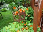 DSCN1186cage .JPG