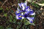 Iris.jpg