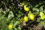 Citrons.jpg