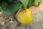 orange gosset.jpg