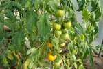 1ères tomates 24 01 2016.jpg