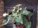 20160126_154441_resized.jpg