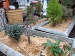 DSC01666.JPG