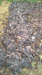La planche sur laquelle j'ai déposé en automne les feuilles de mon mûrier platane.