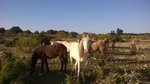 et, traçabilité oblige, voici même les chevaux qui auront droit à qq friandises pour les remercier de leur participation !