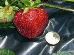 Fraises 2012.JPG