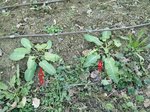 rumex.jpg