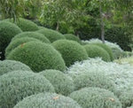 Westringia fruticosa.jpg