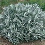 Artemisia ludoviciana 'Valerie Finnis'.jpg