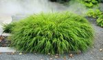 Hakonechloa macra.jpg