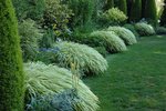 Hakonechloa macra 'Aureola'.jpg