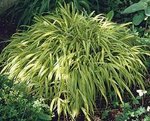 hakonechloa macra albo striata.jpg