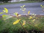IMG_4081.JPG