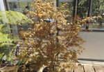 katsura-avril3.JPG