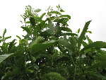 IMG_6967_1_1.JPG