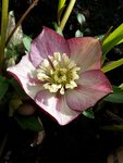 20160104_hellebore_zeph.jpg