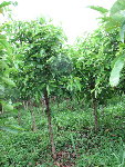 IMG_6968_2_1.JPG