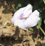 img_5157_001_clitoria.jpg