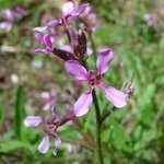 Chorispora-tenella-F-web-.jpg