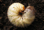 cetoine-larve-compost.jpg