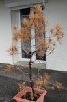 arbre1.jpg