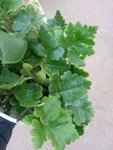 20160212_131347.jpeg