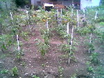 Photo003.jpg