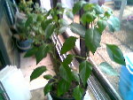 Photo001.jpg