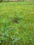 PLANTE..JPG