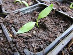 Vue rapprochée d'une aubergine