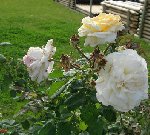 rose blanche.JPG
