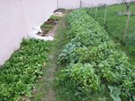 Vue d'ensemble du jardin.<br />Au premier plan à gauche,les épinards.<br />Les feuilles commencent à jaunir mais on en récolte encore quelques Kilos chaque semaine.<br />A droite le couvert végétal.<br />Je l'ai réduit en hauteur deux fois depuis le début de l'hiver car il faisait de l'ombre à la planche de salades.