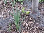 Les Narcisses de mon jardin vont bientôt fleurir.