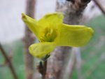 Doucement mais surement le Forsythia ouvre ses premières fleurs.