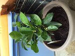 kumquat