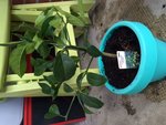 Citronnier