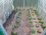 Le tunnel,j'ai planté les salades le 14 novembre.