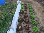 La planche de salades plantée le 4 novembre dernier.<br />On y a coupé notre première grenobloise il y a deux jours.<br />Sur la gauche on aperçoit les restes de la planche de carottes,il en reste quelques une à récolter.