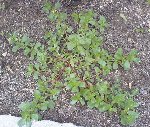 Herbe parasite2.JPG