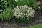 Aruncus aethusifolius