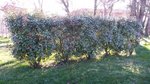 haie_photinia.jpg