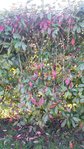 photinia.jpg