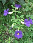 thunbergia erecta.JPG