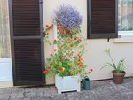 LOBELIA.jpg