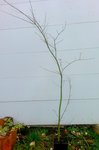 acer palmatum.jpg