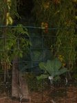 tomates, choux, salades, oignons etc