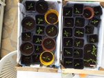 tomates 03-03-16.JPG