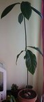 Mon avocatier